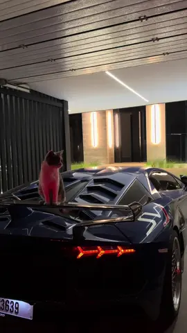 Chat à vendre qui veut 