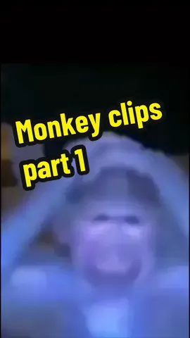 Weird monkey clips part 1 #funny #monkey #memes #compilation #series credits for clips: @silliest @Saranghae Jazzmin @RSCF 