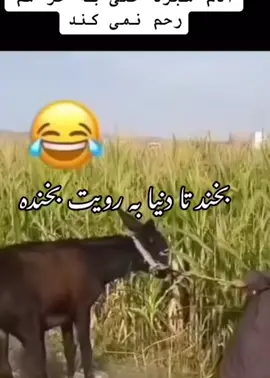 #onthisday #نجیب_بروت #najab_barot #gandagi_official #گندگی 