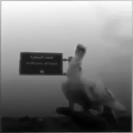 #ارفلي_ملك_الساحه🤫😏 #شعب_الصيني_ماله_حل😂😂 