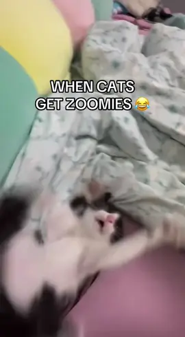 Cats are so funny!! 😂 #funnycat #cat #cats #funnyanimals #funnypets 