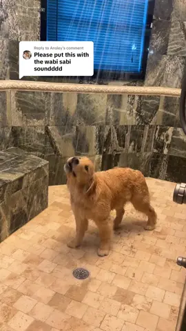 Replying to @Ansley #goldenretrieverpuppy  #funnydogvideos #wabisabi #dogsoftiktok #petcontent 