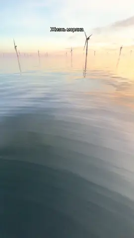 Ветрогенераторы в Море: Друг, давай расскажу, почему человечество полезло строить огромные ветряки не на суше, а прямо в море. Мы с тобой видели Северное море десятки раз — тут ветер может менять настроение за пару минут. И именно это, как ни странно, делает море идеальным “топливным баком” для ветроэнергетики. Первое. Ветер над морем сильнее и стабильнее. На суше его “тормозят” холмы, здания, леса. Над водой сопротивления почти нет — поверхность гладкая, рельефа ноль. Из-за этого среднегодовая скорость ветра в Северном море держится около 8–10 м/с, а это уже зона, где современный турбинный гигант работает с высокой эффективностью. Для сравнения: многие территории на суше дают 5–6 м/с. Разница небольшая на слух, но в энергетике это пропасть, потому что мощность растёт пропорционально кубу скорости ветра. Было 6 м/с — стало 9 м/с? Эффективность выросла почти в 3,4 раза. Второе. Розы ветров изучают годами. Тут нет слова “примерно”. Есть реальные данные: метеобуи, спутники, лидары, океанографические станции. Они собирают статистику по каждому квадратному километру моря — десятилетиями. Потом аналитики строят модели: как ветер ведёт себя летом, зимой, ночью, при циклоне, при антициклоне. На базе этих наблюдений рассчитывают “Annual Energy Production” — годовую продуктивность будущего парка. Третье. Море даёт место. На суше всегда найдётся кто-то недовольный: шум, тени, птицы, ландшафт. В море всё проще — ставь хоть тысячу турбин, никто не придёт жаловаться. Поэтому там появились парки по 200–300 км². И при этом корабли проходят между ними как по коридорам. Четвёртое. Турбинам нужна высота. Современные морские турбины — это башни по 120–150 метров, а лопасти — длиной до 110 метров. Такое на суше иногда просто негде поставить. А в море — пожалуйста: глубины позволяют, суда-монстры типа jack-up поднимают секции на высоту, и всё собирается прямо посреди воды. Пятое. Ветер в море прогнозируемее. Тут меньше резких скачков. Для энергетиков это золото, потому что электросети не любят, когда генерация прыгает. А море даёт долгие равномерные потоки воздуха, что делает офшорные турбины куда более предсказуемыми. Но главное — деньги и эффективность. Одна крупная офшорная турбина сегодня вырабатывает столько же энергии, сколько целая группа наземных. А огромные парки, типа тех, что мы проходим в Северном море, спокойно выходят на мощности гига-ваттного уровня. Это уже не “эксперимент”, это полноценные электростанции. Знаешь, в чём ирония? Когда-то инженеры спорили, возможно ли вообще поставить ветряк в море — вибрации, штормы, коррозия, монтаж на глубинах. Теперь же весь мир строит их именно здесь, потому что море — это самое стабильное место на планете для ветра. И каждый раз, когда я прохожу между этими башнями в штиль, я думаю: вот тебе и “воздух” — тихий, ровный, но приносит больше электроэнергии, чем тысячи тонн угля.