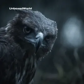 The Bird That Hunts Lions From the Sky 😱