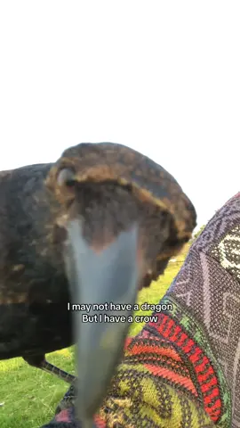 Missing summer  #fyp #fy #bird #trend #crow 