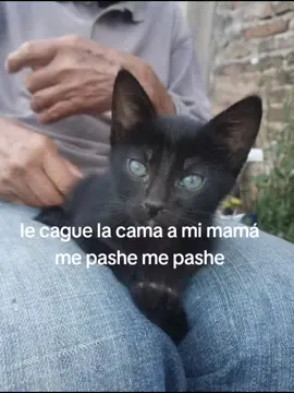 Pa no dejar la cuenta muerta 🥺❤ #viral #michi #trending #foryou  #fyp @facemojikeyboard 