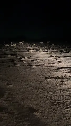 في ليلةٍ شتويةٍ بردها جاف  ‏من بردها مايدفي الذيب صوفه ‏  لي صاحبٍ مفقود ما عاد ينشاف ‏ ومالي على المقفين شف وحسوفه #الثقيل #511 #العطاوي 