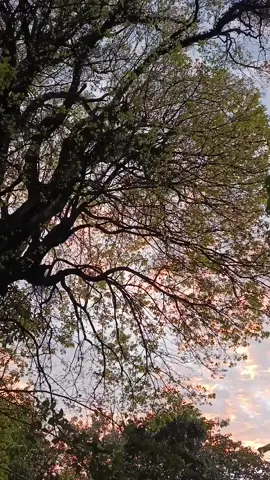 #paisajesnaturales #cielosbonitos #nostalgiamusic #amanecer #camino 