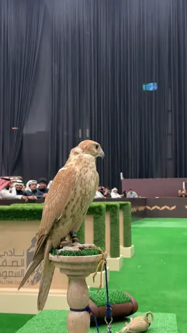 ماشالله من تغطية كأس الصقور السعودي فالخبر#اكسبلورexplore #الشعب_الصيني_ماله_حل😂😂 #fyp #الشرقية #معرض_الصقور_والصيد_السعودي_الدولي 