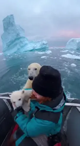 😱 Mother Polar Bear Gave Her Baby to a Girl on Boat… Then Orca Came! (Real Phone Footage)🤯#shorts #tranding #viral #foryou #ai 