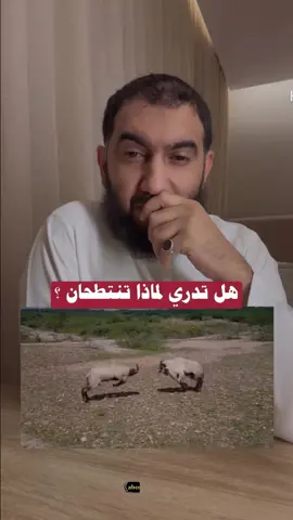 ‏⁧ #عبدالله_الغامدي⁩ ابو سلمان ( حفظه الله ).🤲❤️ ‏• هل تدري لماذا تنتطحان • ؟ ‏⁧ #الدال_على_الخير_كفاعله⁩ 🌷 #نصيحة  #موعظة 