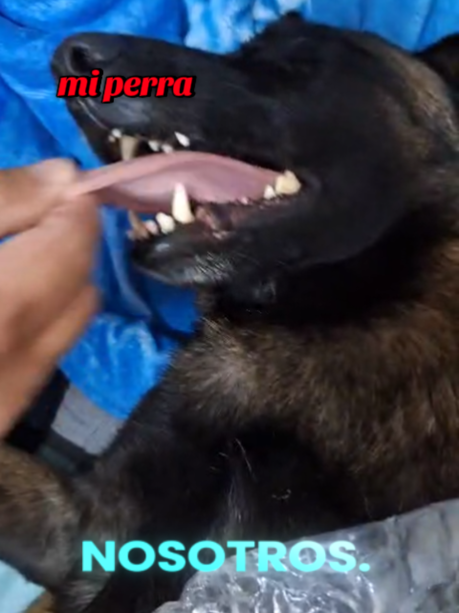 es que vigila de noche #jajaja #puppy #pbm #durmiendo #fyp 