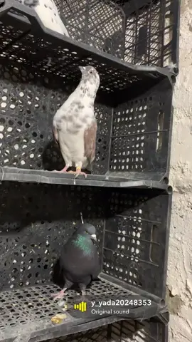 #کۆتربازەکان_چاومانن #هەولێر_سلێمانی_دەهۆک_ڕانیه_کەرکوک #کۆتری_واجوانت_دیوە😮 #hawler #کۆتربازەکان 