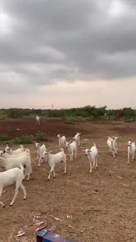 #مشاءالله_تبارك_الله #بسم_الله_ماشاء_الله #بيشيات #غنم_صنف #عفر 