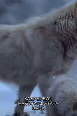 #айтқанытура #қазіргізаманныңалдаркөселері #алларақымынаалсын🤲🏻 #бауыржанәлиұлы #ұстазымызғааллаһразыболсын🤍 