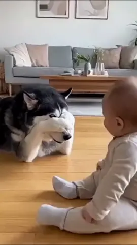 dog and baby are friends❤️🥰#dog #baby #bestfriend #Love #foryou #usa🇺🇸 