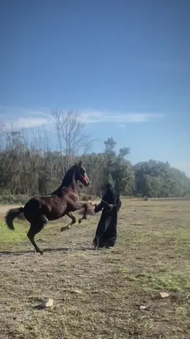 ماشاء الله 😍❤️ #التبوريدة_تراث_شعبي_مغربي_أصيل #تبوريدة_المغربية #خيل_وخياله🐎 #المغرب🇲🇦 