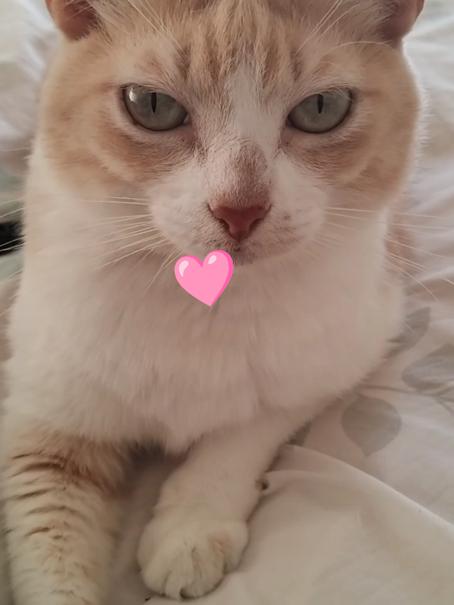 #mundofelino #gatostiktok #curiosidadesfelinas 