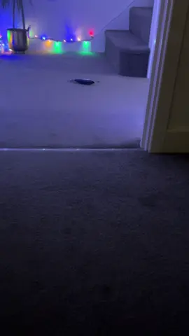 Just making sure my Hoomans can hear me #chattycat #threeleggedcat #fyp #funnycatsoftiktok #catsoftiktok 