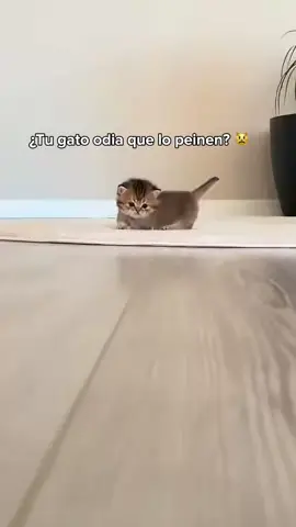 El cepillo viral que todos aman llegó a la tienda. Saca el pelo suelto sin tirones y con un masaje tibio que los relaja al instante. ✨ Tecnología a vapor (el pelo no vuela) ✨ 3 Cuotas Sin Interés ✨ Envíos a todo el país 🇦🇷 👇 Conseguilo en el Link de nuestro Perfil (Aprovechá el stock renovado) #gatosargentina #michis #cepillovapor #mascotasfelices #puntoprime