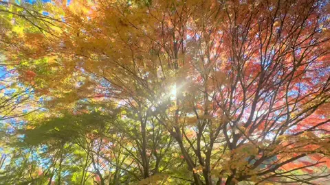 #vuivemoingay❤️ #nhatban #canhdepthiennhien #vuive 