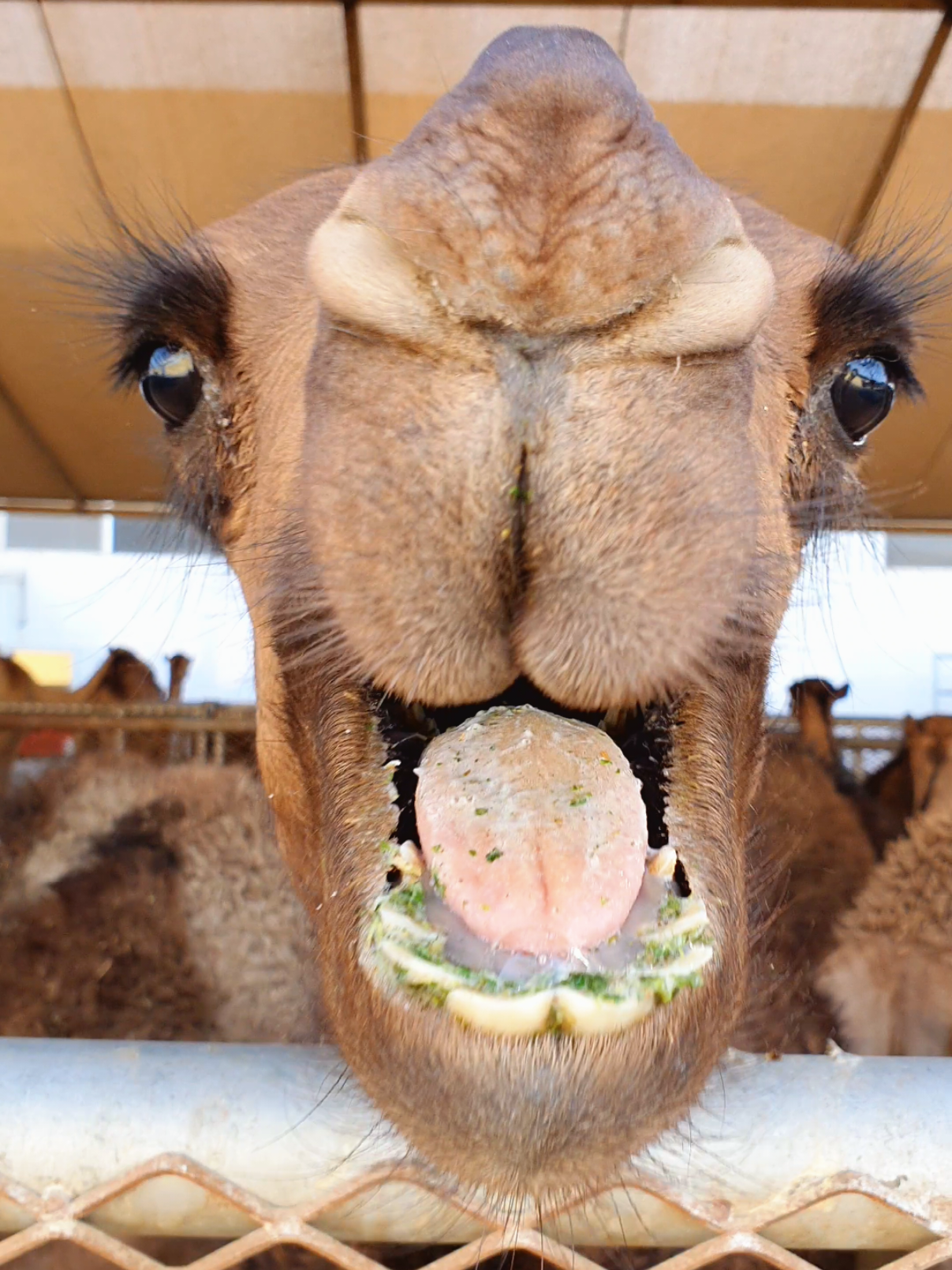 Funny animals🤣🤣🤣🤣🤣🤣🤣#funny #humortiktok #funnyanimals #foryou 