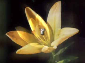 once more to see you #mitski 