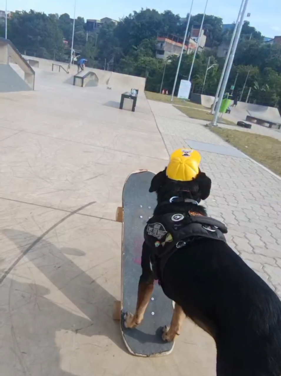 Mel Radical dos treinos de skate em casa para pista de skate em Barueri 🇧🇷🐕🛹 🎤 @Projota  #cachorroskstista #pistadeskstebarueri #melradical #munhaoistadeskste 