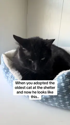 Toothless is my pretty boy 🩷#transformation #catrescue #seniorcat #catsoftiktok 