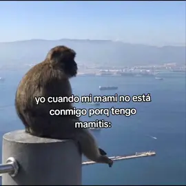 siempre quiero estar con mi mami #parati #catlovers #monos 