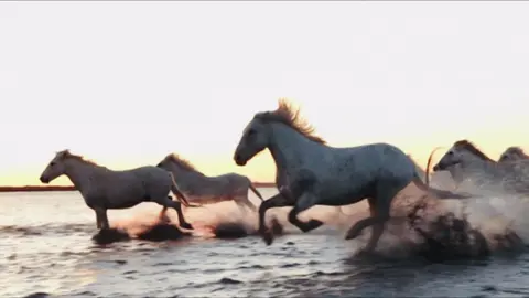 #M حرية الحصان ليست في سرعته، بل في الأرض الواسعة التي لا يملكها أحد؛ هناك فقط يعرف روحه، ويكتشف أن القوة بلا حرية مجرد قيدٍ بشكلٍ آخر.