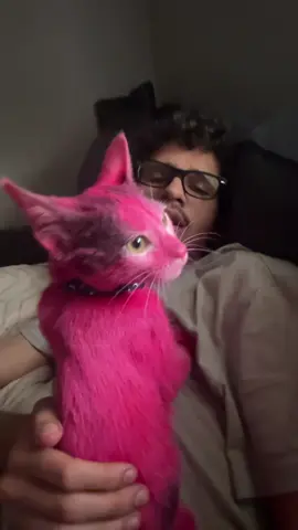 Life’s too short and boring(it’s safe and temporary)#fypシ #cat#bored#pokemon 