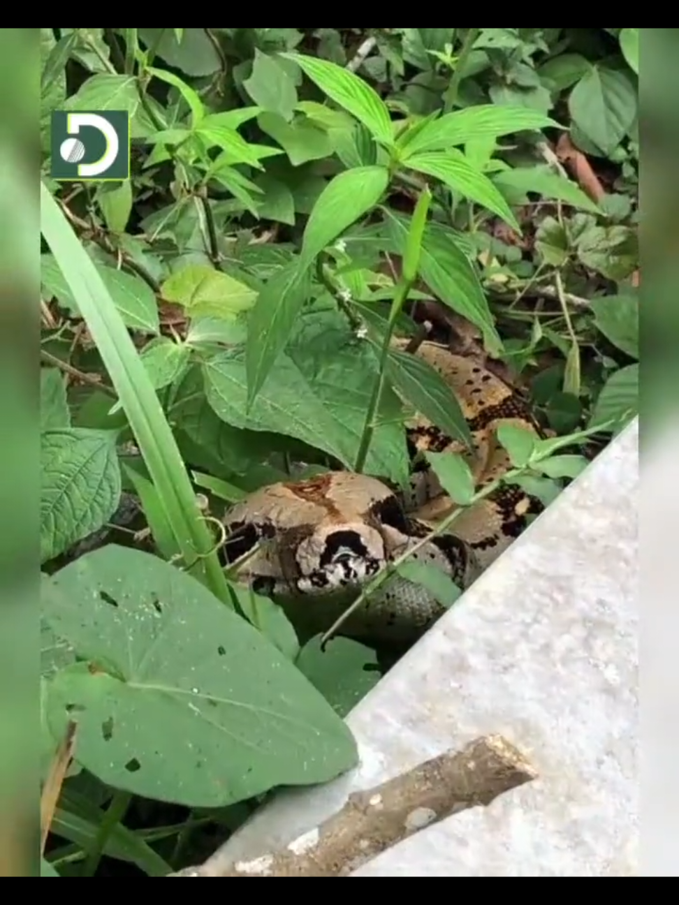 #LaImagenDelDía | En zona rural del municipio de San Rafael fue captado en video el imponente paso de una Boa imperator de varios metros de largo. Quienes transitaban por el sector quedaron sorprendidos al encontrarse con esta especie, que no representa peligro para los seres humanos y cumple un rol clave en el equilibrio del ecosistema. #OrienteAntioqueño 