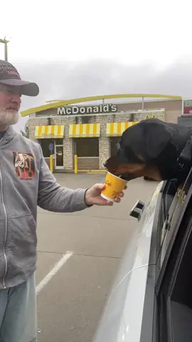 Rottie puppy gets a McDonald’s pup cup. 