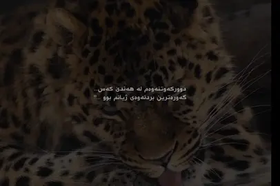 دوورکەوتنەوەم لە هەندێ کەس… گەورەترین بردنەوەی ژیانم بوو …!! #kurdistan #foryou #edit #hd 