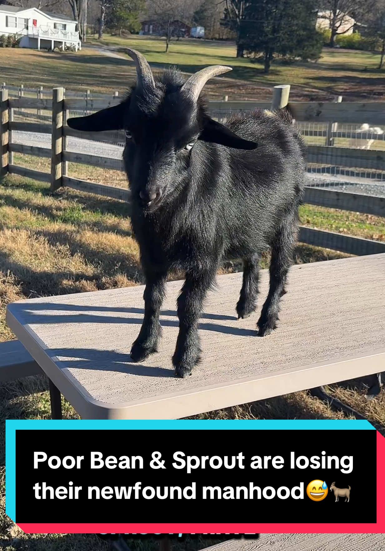 Poor Bean & Sprout are losing their newfound manhood😅🐐 #buckling #wether #nigeriandwarfgoats #nigeriandwarfgoatsoftiktok 
