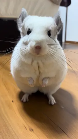座ってると誘いにくる #チンチラ #chinchilla #龍猫 #チンチラのしらこ 