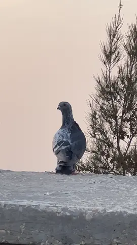 #ارحبوووووووووووووووووووو_💛 #التعمري #لتجارة #الطيور #الاردن🇯🇴_فلسطين_🇵🇸 -ترند-جديد