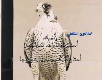 #المقاطي        #511       #fyp       #explore 