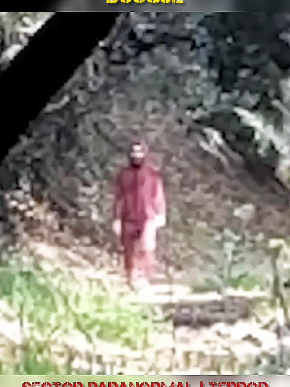 #extraño #forest #miedo #terror #fyp 