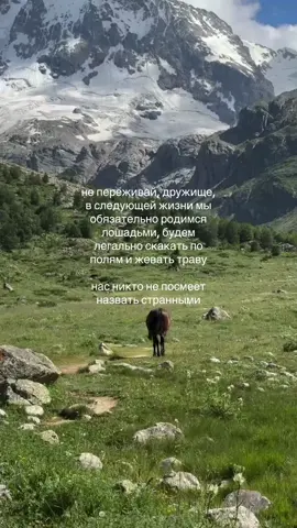 да будет так #fyp #recommendations #quietlife #horse 