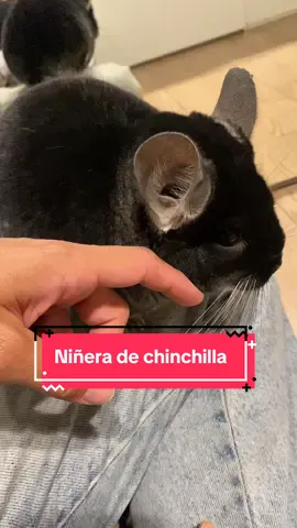 Niñera de chinchilla ❤️ #gatos #rescateanimal #chinchilla #catsitting 