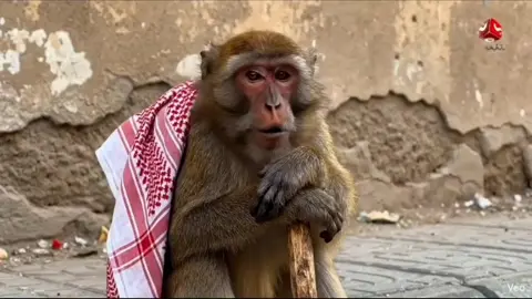 أقوى 8 مقاطع #ذكاء_اصطناعي #قرد #fouryou #fyp 