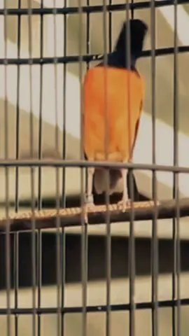 cukuplah ikhlas apa yg sdh menjadi ketetapan-nya sesungguhnya ALLAH maha mengetahui apa isi hati hamba-nya. #azkasangkarsby  #muraibatuindonesia  #CapCut 