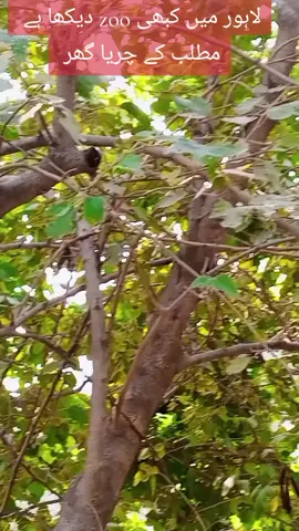 #پلیزfooryoupagee♡  #وائرل_ویڈیو____________tiktoks  #پلیز_میری_یہ_ویڈیو_وائرل_کرا_دو_دوستو  #پلیز_زیادہ_سے_زیادہ_لائیک_کریں  #fooryoupagee♡ @چوہدری شہزاد آرائیں صاحب @༆⦚I̸͟͞M̸͟͞T̸͟͞I̸͟͞Y̸͟͞A̸͟͞Z̸͟͞ @Sardar Saleem Inqlabi Advocate @💃🇵🇰🏃M. Rafiq Jatoi💃🇵🇰🕺 @🥷🥷🇵🇰🥷🥷 @🔥GULZAR SHAIKH🔥 