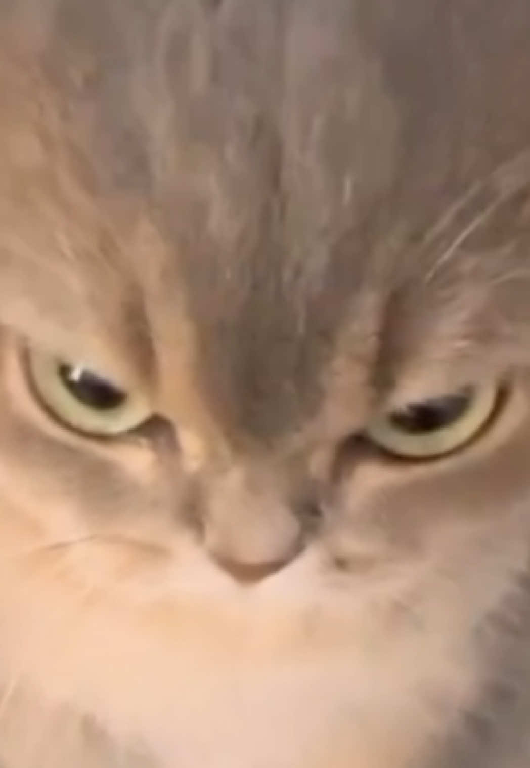 Новогоднее настроение 💁🏻‍♂️ #rek#fup#реки#рекомендации 