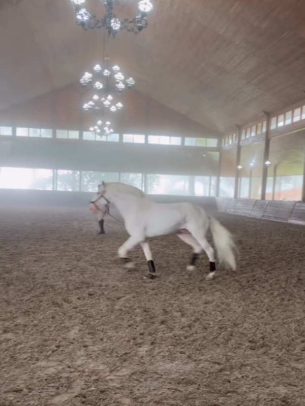 Kuda Putih Bapak Presiden Prabowo berlatih diselimuti kabut. #hambalang #bogor 