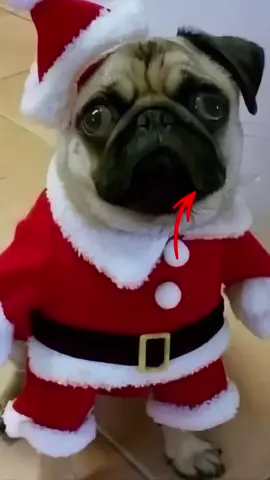 #мопс #аниме #djtrippieflameboy Мопс — порода собак, известная как компаньон. Считается, что мопсы появились в Древнем Китае, где были любимцами императоров — их ценили за складки на мордочке, внешне напоминавшие иероглиф «удача». В XVI веке голландские торговцы привезли представителей породы в Европу