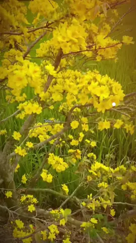 🌸🌸🌸🌸🌸🌸🧧🧧🧧🧧🧧🧧#nhachaymoingay #tet #tet2026 #xuhuong #thanhthoiluottet 