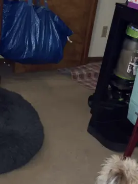 #rusty #puppytiktok #puppylife 